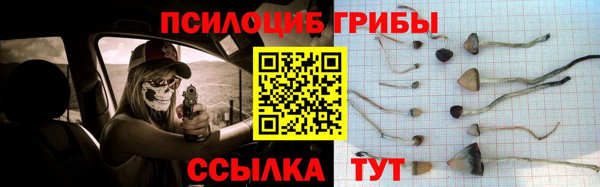 Галлюциногенные грибы Psilocybe Избербаш